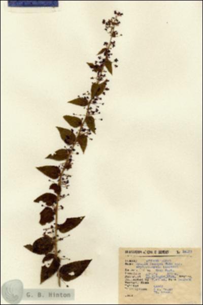 URN_catalog_HBHinton_herbarium_15193.jpg.jpg