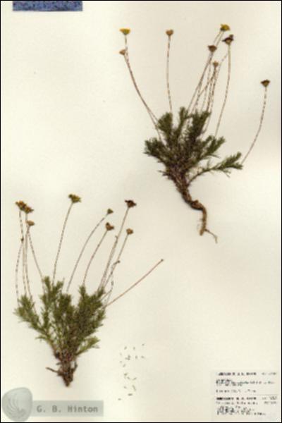 URN_catalog_HBHinton_herbarium_24348.jpg.jpg
