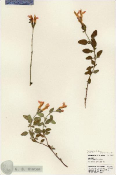 URN_catalog_HBHinton_herbarium_23677.jpg.jpg