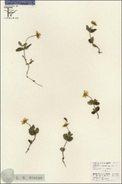 URN_catalog_HBHinton_herbarium_26544.jpg.jpg