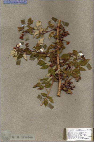 URN_catalog_HBHinton_herbarium_17983.jpg.jpg