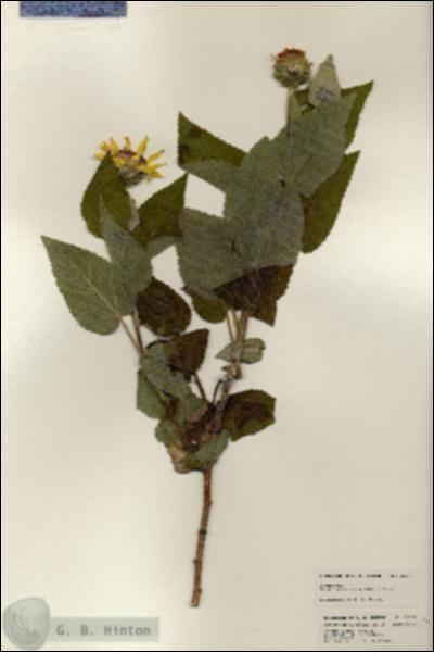 URN_catalog_HBHinton_herbarium_25323.jpg.jpg
