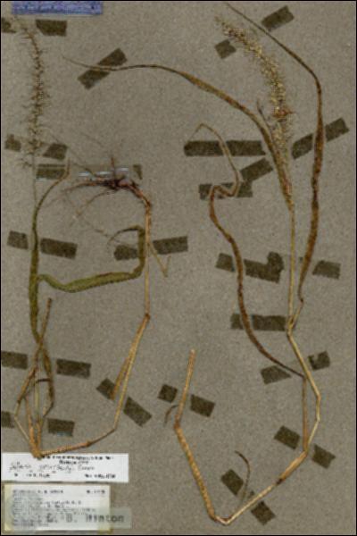URN_catalog_HBHinton_herbarium_17520.jpg.jpg