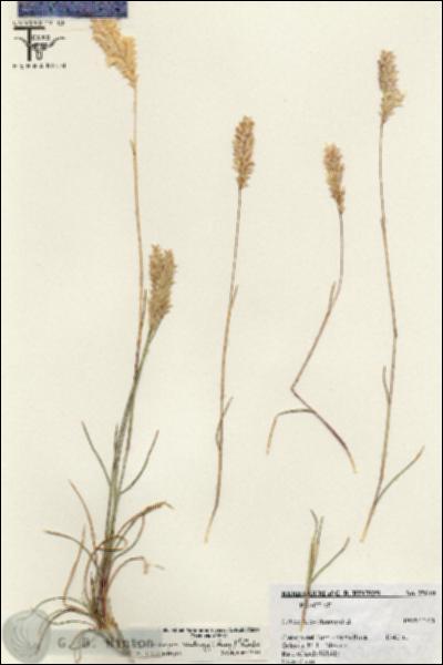 URN_catalog_HBHinton_herbarium_25649.jpg.jpg