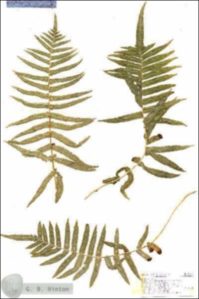 URN_catalog_HBHinton_herbarium_19180.jpg.jpg