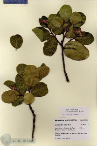 URN_catalog_HBHinton_herbarium_28726.jpg.jpg