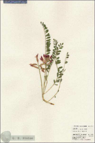 URN_catalog_HBHinton_herbarium_24375.jpg.jpg