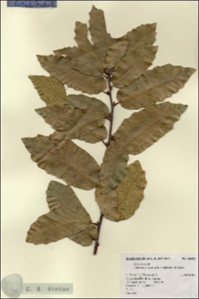 URN_catalog_HBHinton_herbarium_18091.jpg.jpg