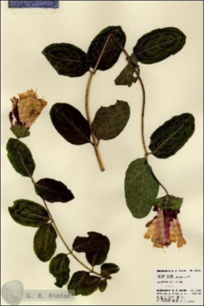 URN_catalog_HBHinton_herbarium_23262.jpg.jpg