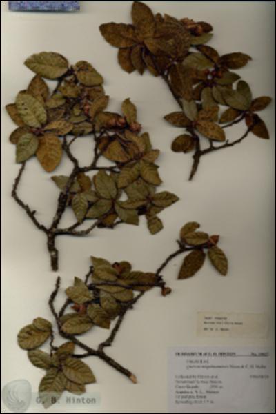 URN_catalog_HBHinton_herbarium_19027.jpg.jpg