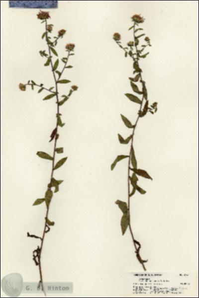 URN_catalog_HBHinton_herbarium_21431.jpg.jpg