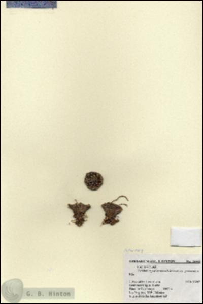 URN_catalog_HBHinton_herbarium_26909.jpg.jpg