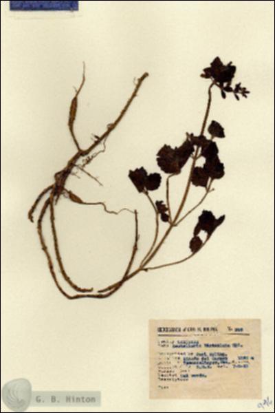 URN_catalog_HBHinton_herbarium_996.jpg.jpg