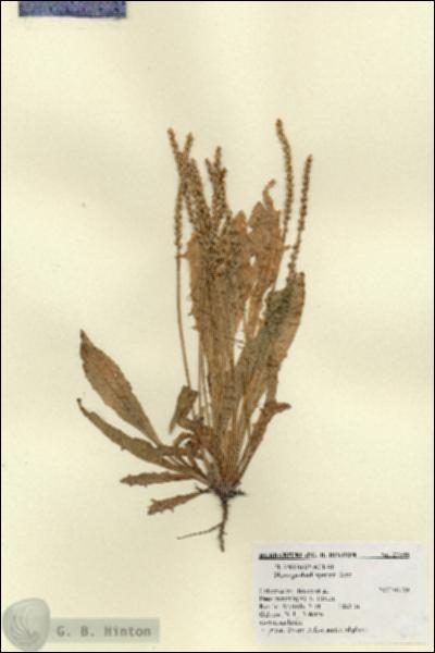 URN_catalog_HBHinton_herbarium_27596.jpg.jpg