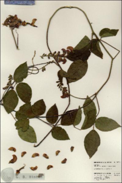 URN_catalog_HBHinton_herbarium_24316.jpg.jpg