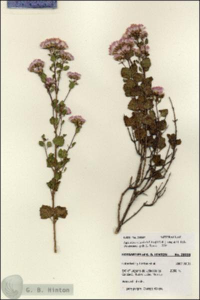 URN_catalog_HBHinton_herbarium_28059.jpg.jpg