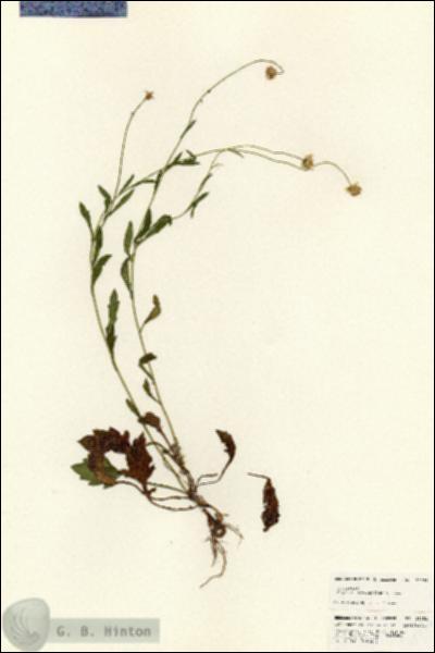 URN_catalog_HBHinton_herbarium_25252.jpg.jpg