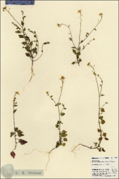 URN_catalog_HBHinton_herbarium_21784.jpg.jpg