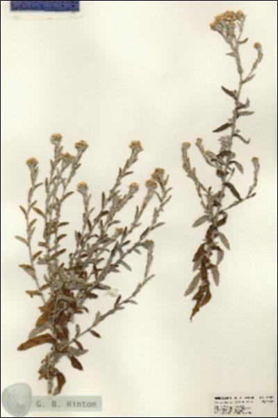 URN_catalog_HBHinton_herbarium_23394.jpg.jpg