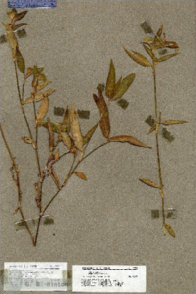 URN_catalog_HBHinton_herbarium_17959.jpg.jpg
