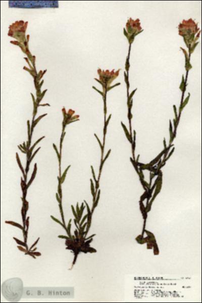 URN_catalog_HBHinton_herbarium_20427.jpg.jpg