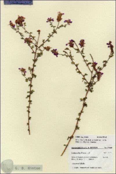 URN_catalog_HBHinton_herbarium_27688.jpg.jpg