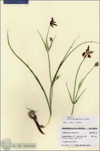 URN_catalog_HBHinton_herbarium_28703.jpg.jpg