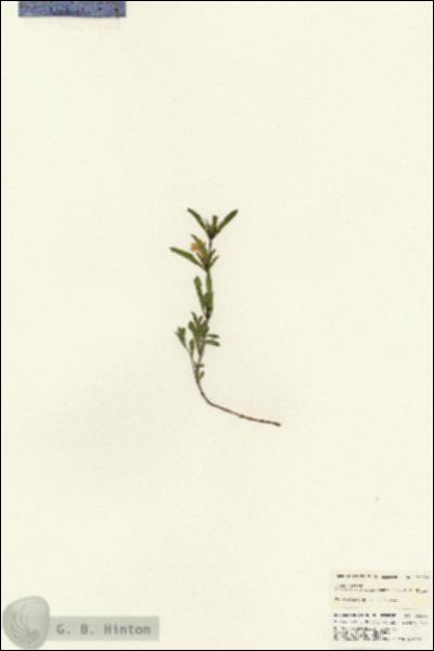 URN_catalog_HBHinton_herbarium_25394.jpg.jpg