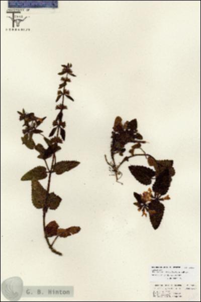 URN_catalog_HBHinton_herbarium_26812.jpg.jpg