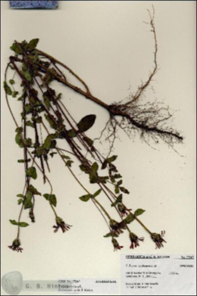 URN_catalog_HBHinton_herbarium_27267.jpg.jpg
