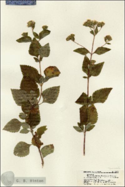 URN_catalog_HBHinton_herbarium_21609.jpg.jpg