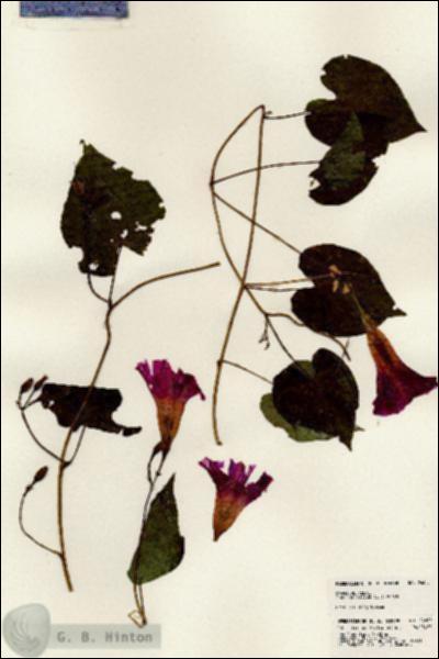 URN_catalog_HBHinton_herbarium_24605.jpg.jpg