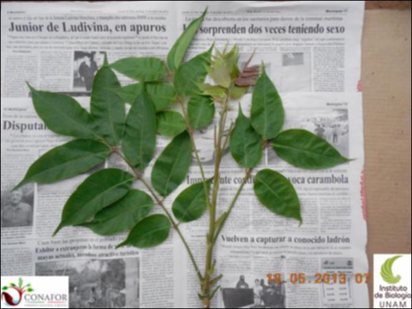 71255_S1_HJ1_20130514_003_001.jpg.jpg
