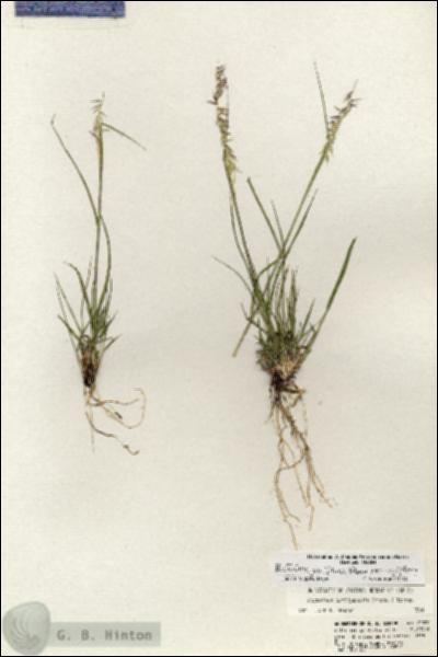 URN_catalog_HBHinton_herbarium_21070.jpg.jpg