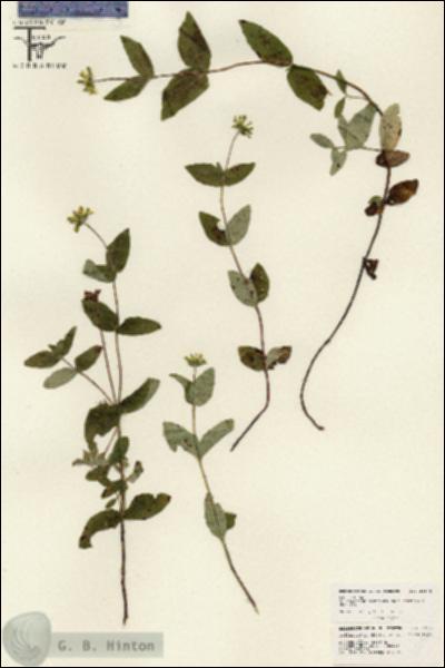 URN_catalog_HBHinton_herbarium_26175.jpg.jpg
