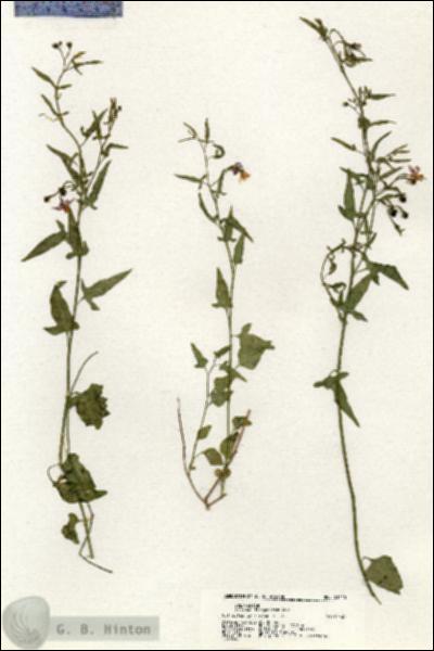URN_catalog_HBHinton_herbarium_21115.jpg.jpg