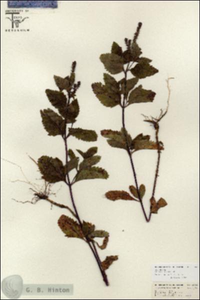 URN_catalog_HBHinton_herbarium_26653.jpg.jpg