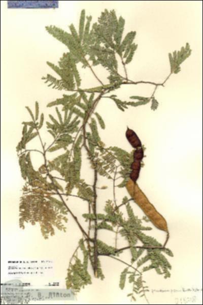URN_catalog_HBHinton_herbarium_21578.jpg.jpg