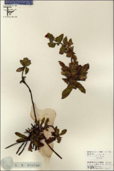 URN_catalog_HBHinton_herbarium_26165.jpg.jpg