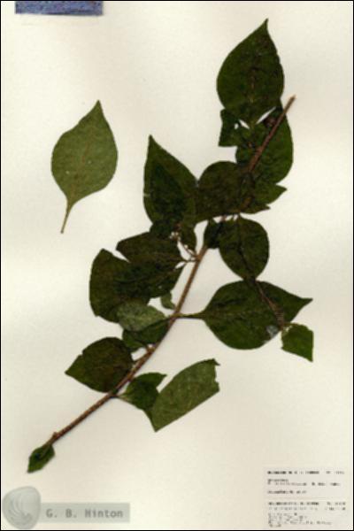 URN_catalog_HBHinton_herbarium_25150.jpg.jpg