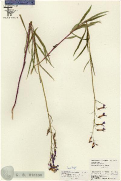 URN_catalog_HBHinton_herbarium_26104.jpg.jpg