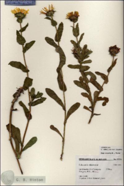 URN_catalog_HBHinton_herbarium_27274.jpg.jpg