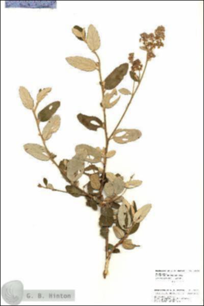 URN_catalog_HBHinton_herbarium_25950.jpg.jpg