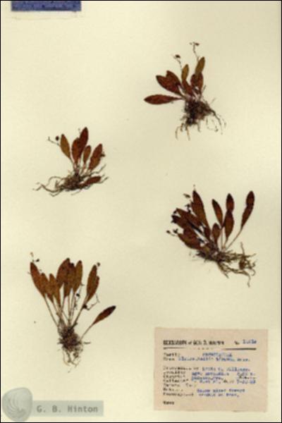 URN_catalog_HBHinton_herbarium_14514.jpg.jpg