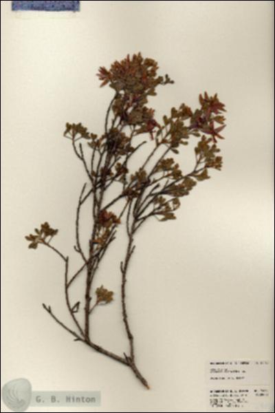 URN_catalog_HBHinton_herbarium_24063.jpg.jpg
