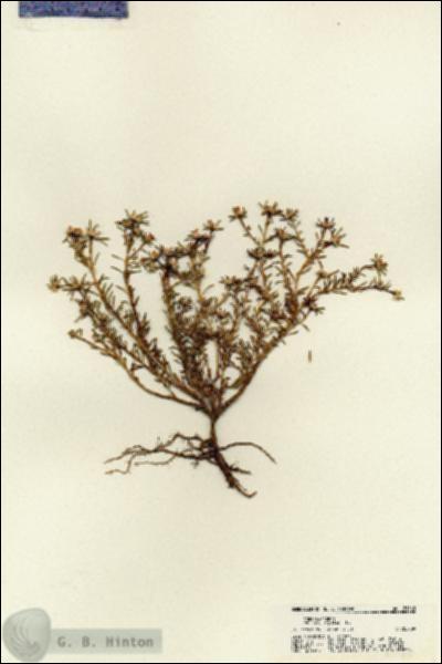URN_catalog_HBHinton_herbarium_21160.jpg.jpg
