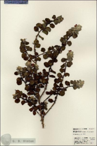 URN_catalog_HBHinton_herbarium_23770.jpg.jpg