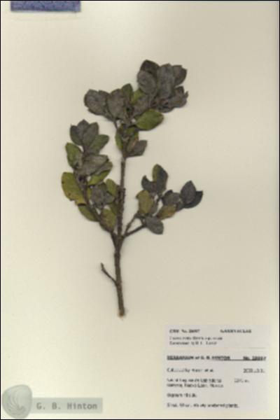 URN_catalog_HBHinton_herbarium_28097.jpg.jpg