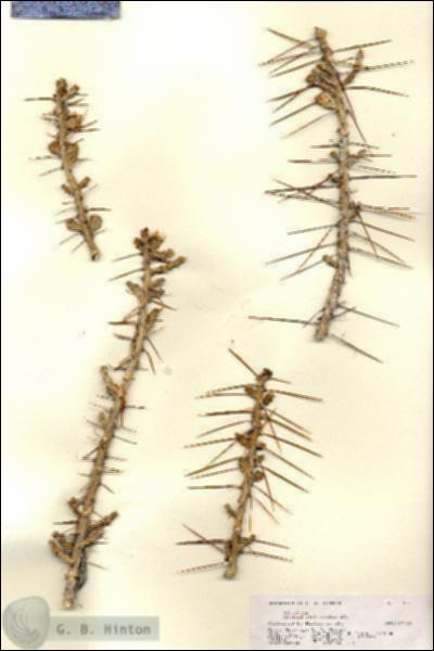 URN_catalog_HBHinton_herbarium_17860.jpg.jpg