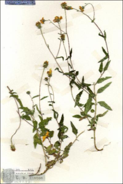 URN_catalog_HBHinton_herbarium_19176.jpg.jpg